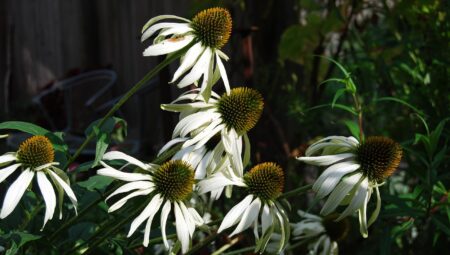 Rüya Tabirleri: En Sık Görülen Rüyaların Yorumları