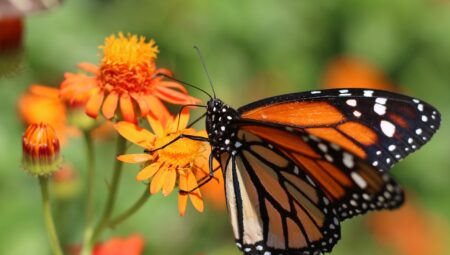 Rüya Tabirleri: Rüyada Annenizi Görmek ve Aile Bağları