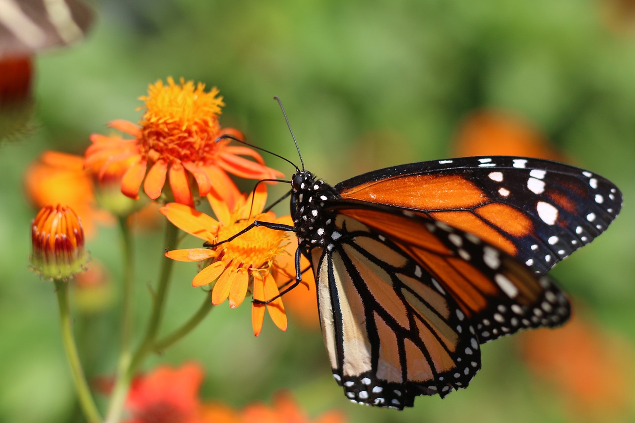 Rüya Tabirleri: Rüyada Annenizi Görmek ve Aile Bağları