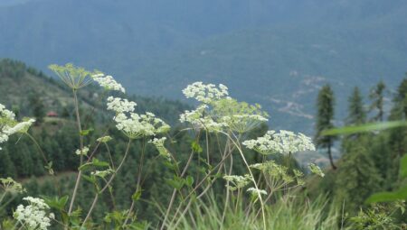 Rüya Tabirleri: Rüyada Ölmek veya Ölüyü Görmek