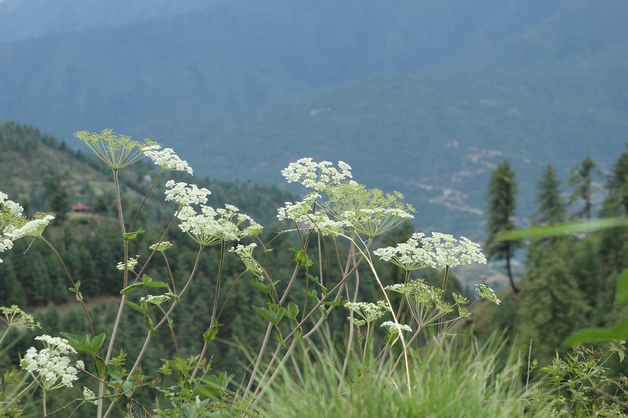 Rüya Tabirleri: Rüyada Ölmek veya Ölüyü Görmek