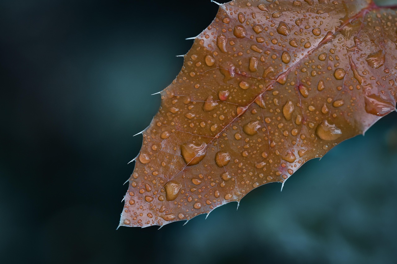Rüya Tabirleri: Rüyada Yağmur Görmek ve Bereket Mesajı