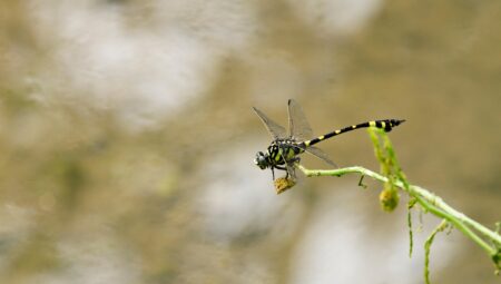 Rüya Tabirleri: Rüyada Yılan Görmek Ne İfade Eder?