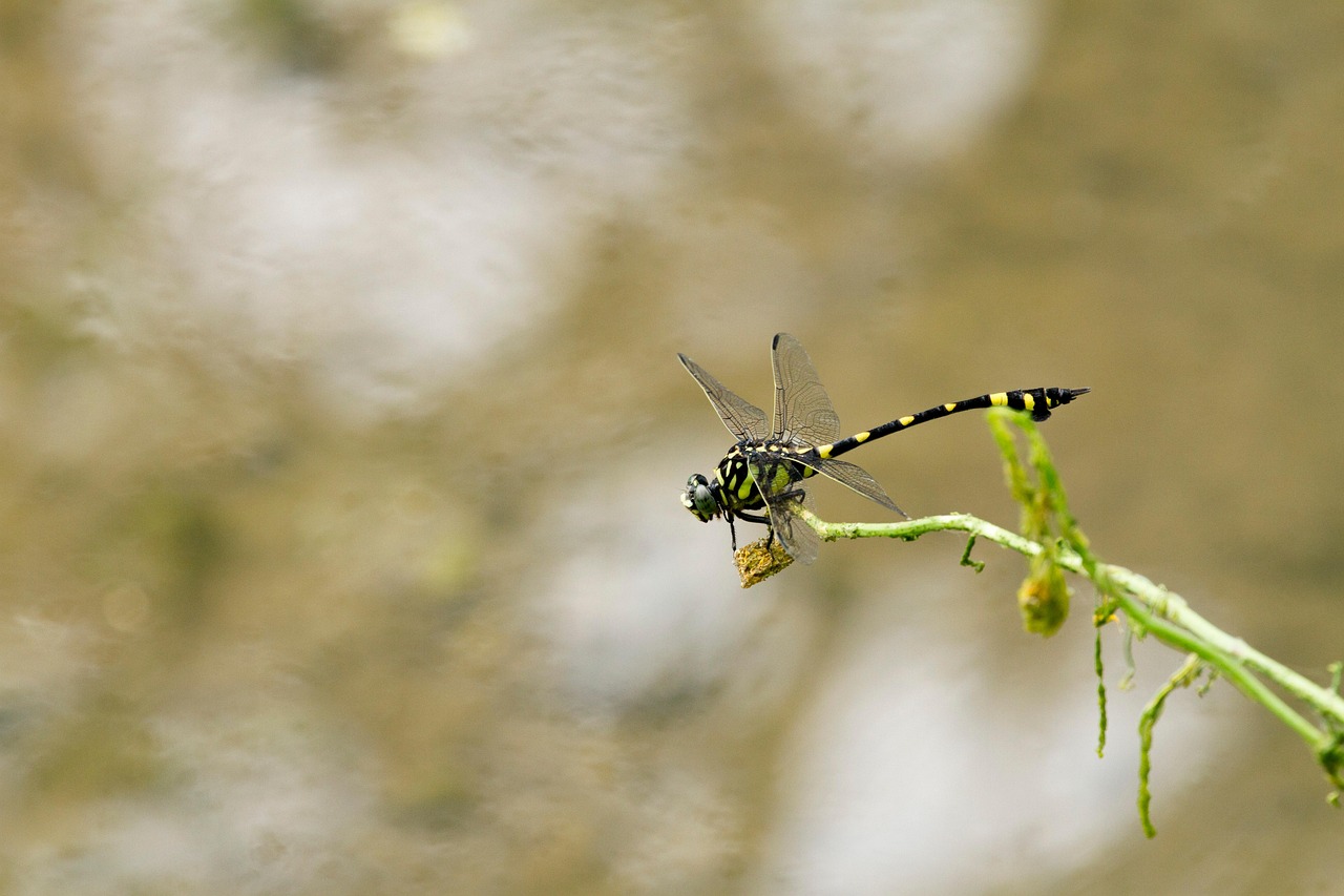 Rüya Tabirleri: Rüyada Yılan Görmek Ne İfade Eder?