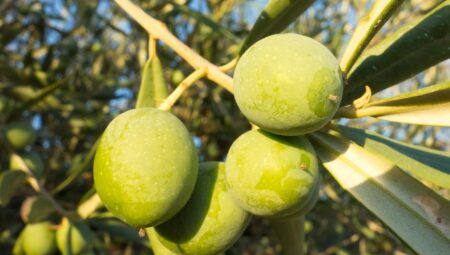 Rüya Tabirleri: Rüyalarınızı Unutmamanın Yolları ve İpuçları